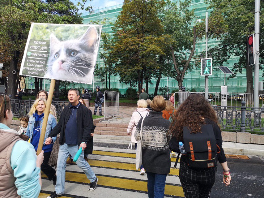 Суд оштрафовал москвичку на 15 тысяч рублей за плакат о пристройстве котят