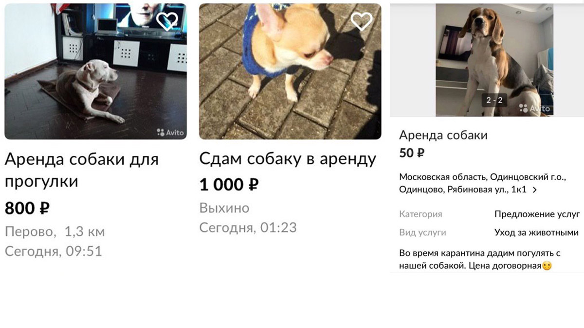Собачка в аренду. Москвичи пока не спешат брать животных из приютов, чтобы легально покинуть «самоизоляцию»